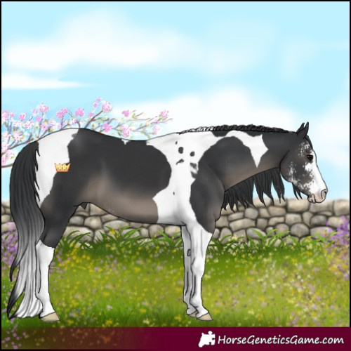 Horse Color:Black Sabino Tobiano 
