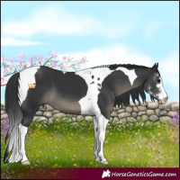 Horse Color:Black Sabino Tobiano 