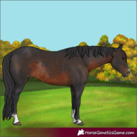 Horse Color:Brown Sabino Rabicano 