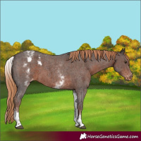 Horse Color:White Spotted Liver Chestnut Sabino Appaloosa