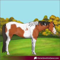 Horse Color:Bay Tobiano 