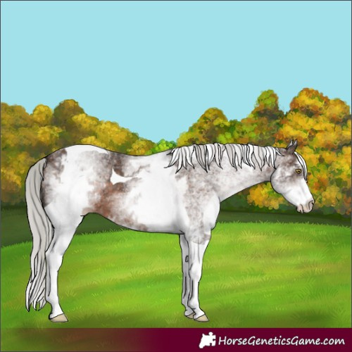 Horse Color:White Spotted Silver Brown Tobiano 