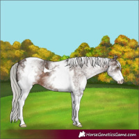 Horse Color:White Spotted Silver Brown Tobiano
