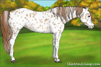 Horse Color:Red Dun Appaloosa 