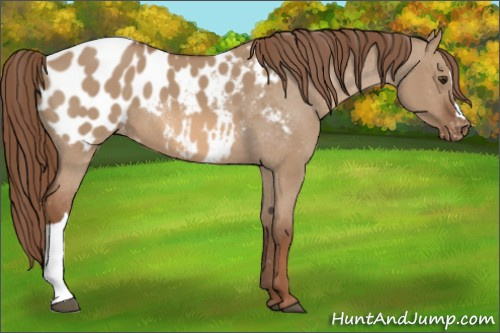 Horse Color:Red Dun Appaloosa 