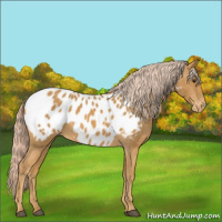 Horse Color:Palomino Blanket 