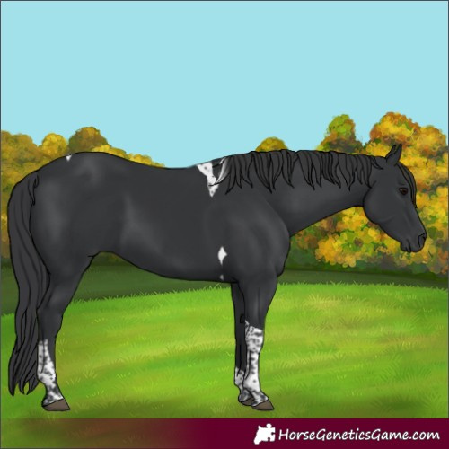 Horse Color:Black Tobiano 