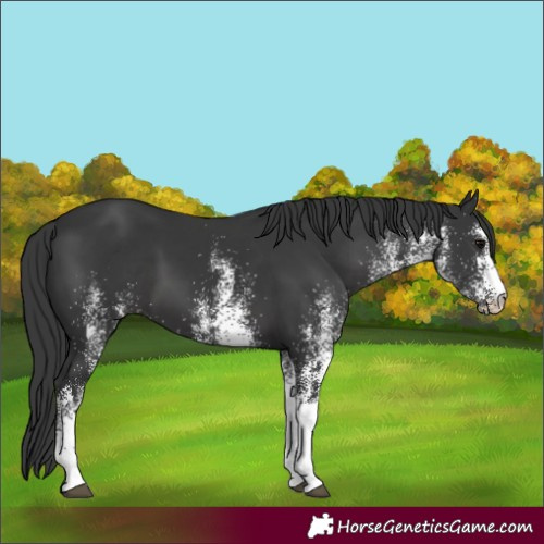 Horse Color:White Spotted Black 