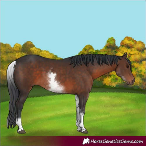 Horse Color:White Spotted Brown 