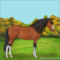 Horse Color:Bay 