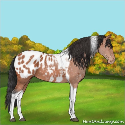Horse Color:Brown Tobiano Appaloosa 