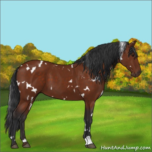 Horse Color:White Spotted Bay 