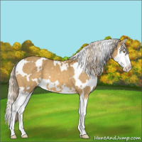 Horse Color:White Spotted Palomino Splash 