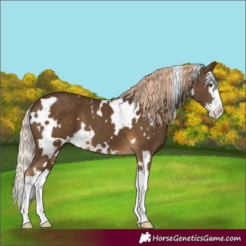Horse Color:White Spotted Chocolate Palomino Splash