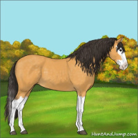 Horse Color:Buckskin Splash 