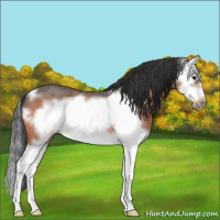 Horse Color:Bay Roan Splash Frame 