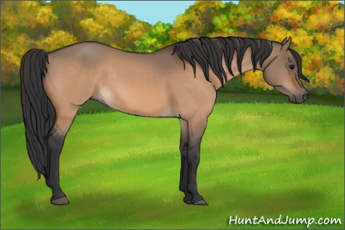 Horse Color:Bay Dun