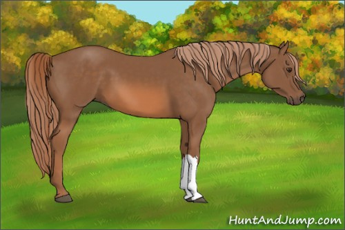 Horse Color:Chestnut 