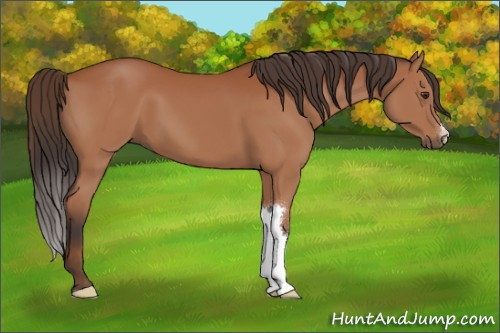 Horse Color:Brown 