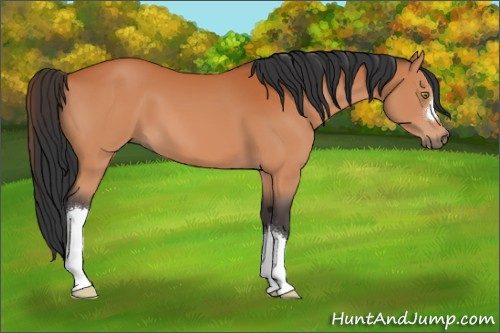Horse Color:Bay 