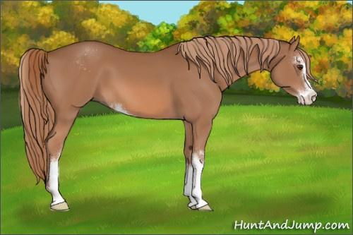 Horse Color:Chestnut Sabino 