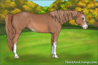 Horse Color:Chestnut Sabino 