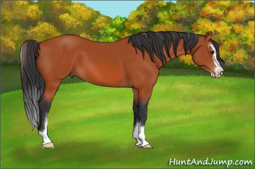 Horse Color:Brown Sabino 