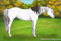 Horse Color:Bay Sabino 