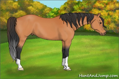 Horse Color:Bay 