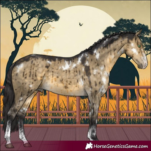 Horse Color:White Spotted Buckskin Dun Sabino Brindle