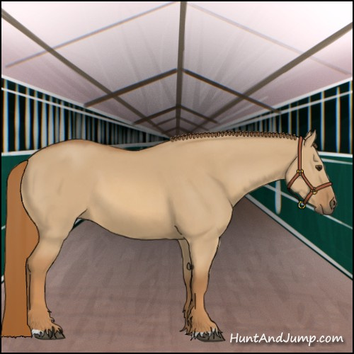 Horse Color:Red Dun