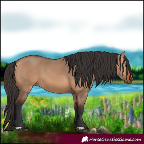 Horse Color:Bay Dun