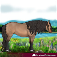 Horse Color:Bay Dun
