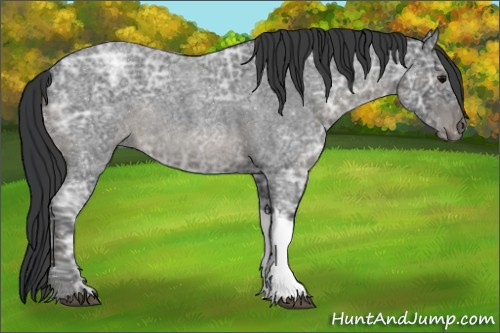 Horse Color:Blue Ice Roan 