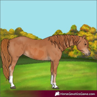 Horse Color:Chestnut  and Chestnut 