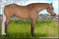 Horse Color:Silver Bay 