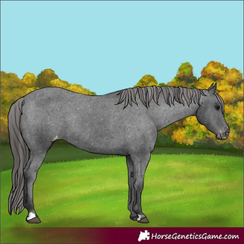 Horse Color:Black Appaloosa Rabicano 