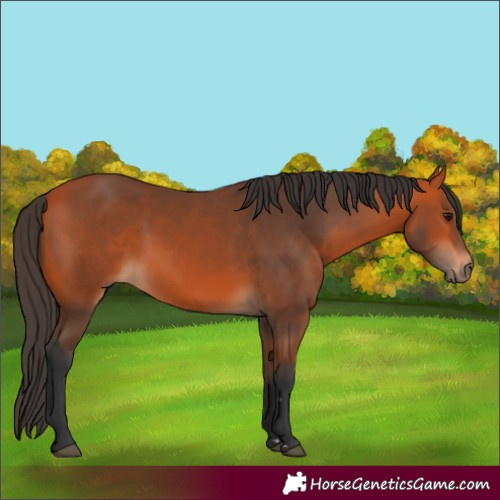 Horse Color:Bay 