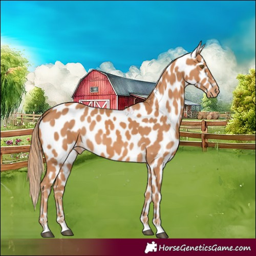 Horse Color:Chestnut Near Leopard 