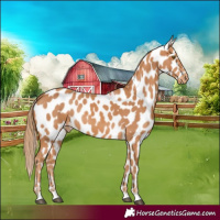 Horse Color:Chestnut Appaloosa