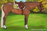 Horse Color:Silver Bay 