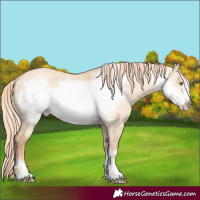 Horse Color:Gold Champagne Dun Frame