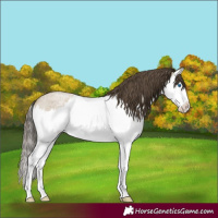 Horse Color:Classic Cream Champagne Roan Splash 
