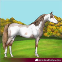 Horse Color:Red Roan Frame