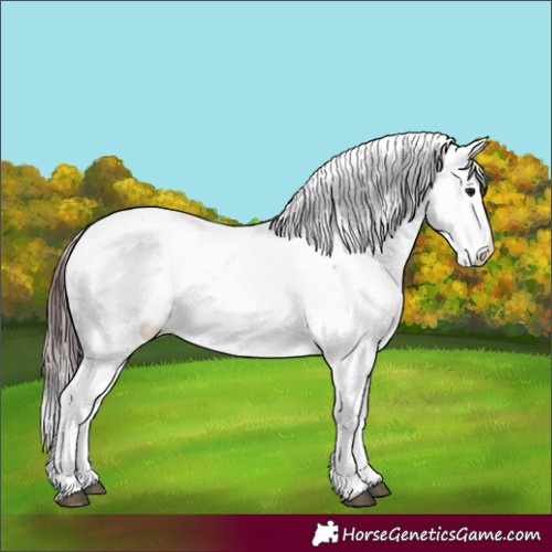 Horse Color:Chocolate Buckskin Dun Sabino 