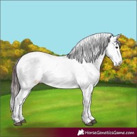 Horse Color:Chocolate Buckskin Dun Sabino