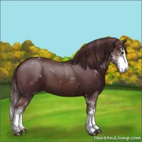 Horse Color:Chocolate Brown Sabino 