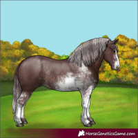 Horse Color:Chocolate Brown Sabino Rabicano 