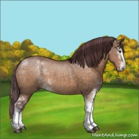 Horse Color:Chocolate Brown Dun Sabino