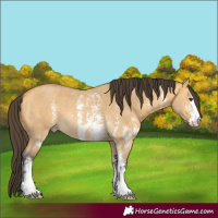 Horse Color:Buckskin Dun Sabino 